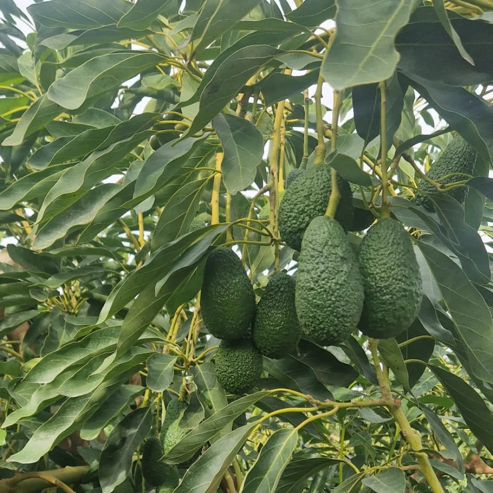 Avocats Bio Origine Corse