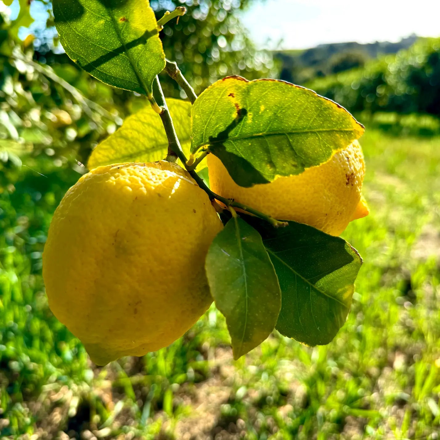 Citrons Bio - Origine Corse