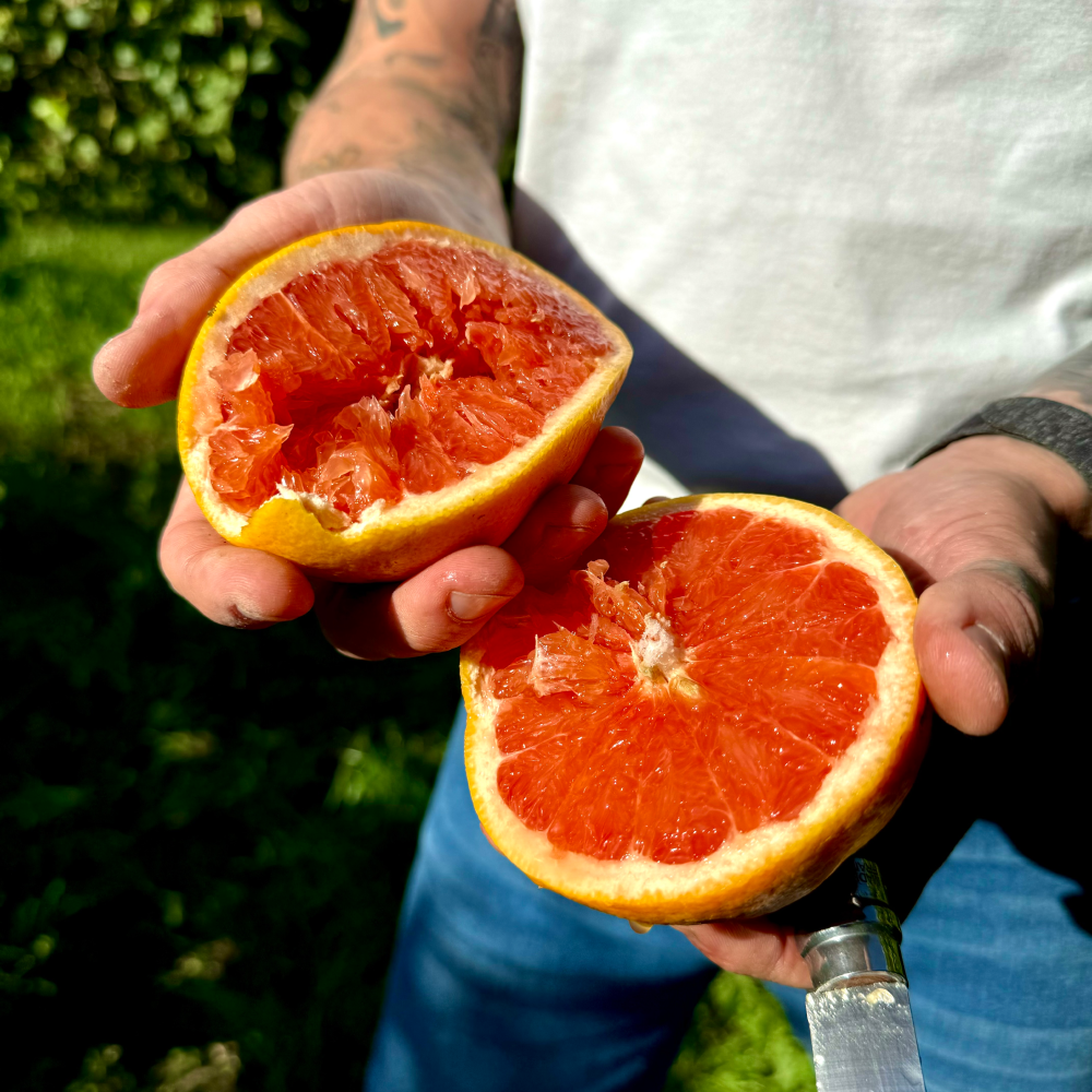 Pomelos Bio Origine Corse