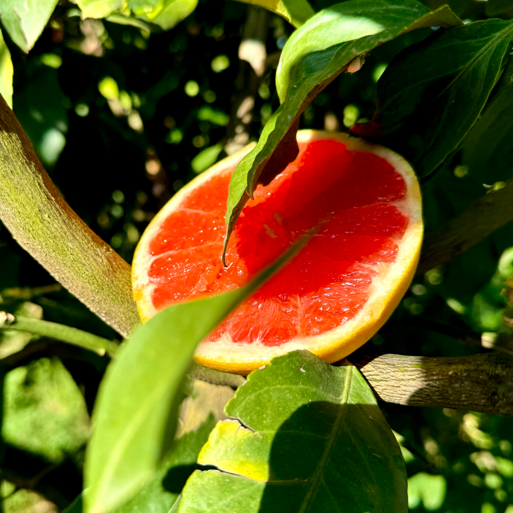 Pomelo Bio Origine Corse