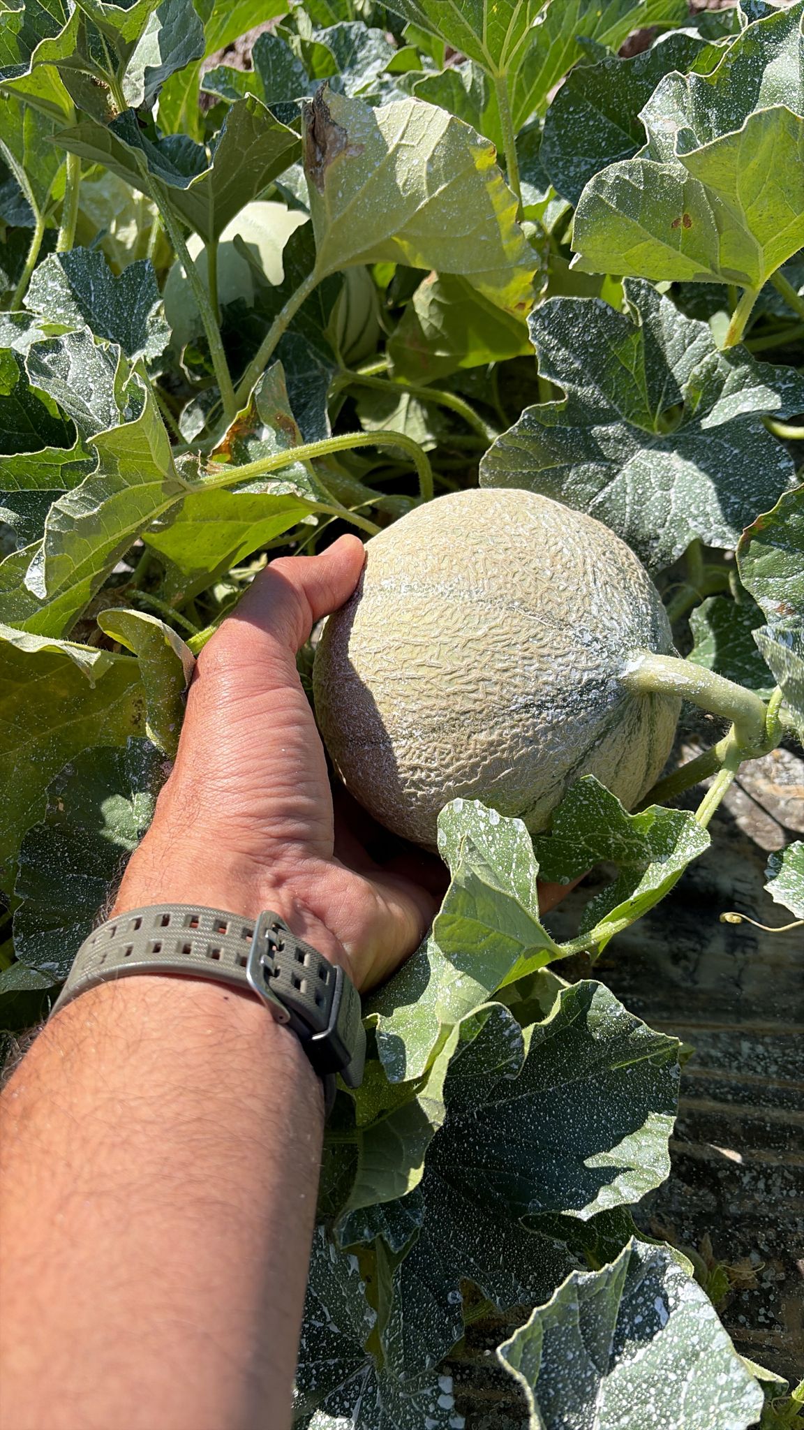 Melons de Corse - Lot de 3