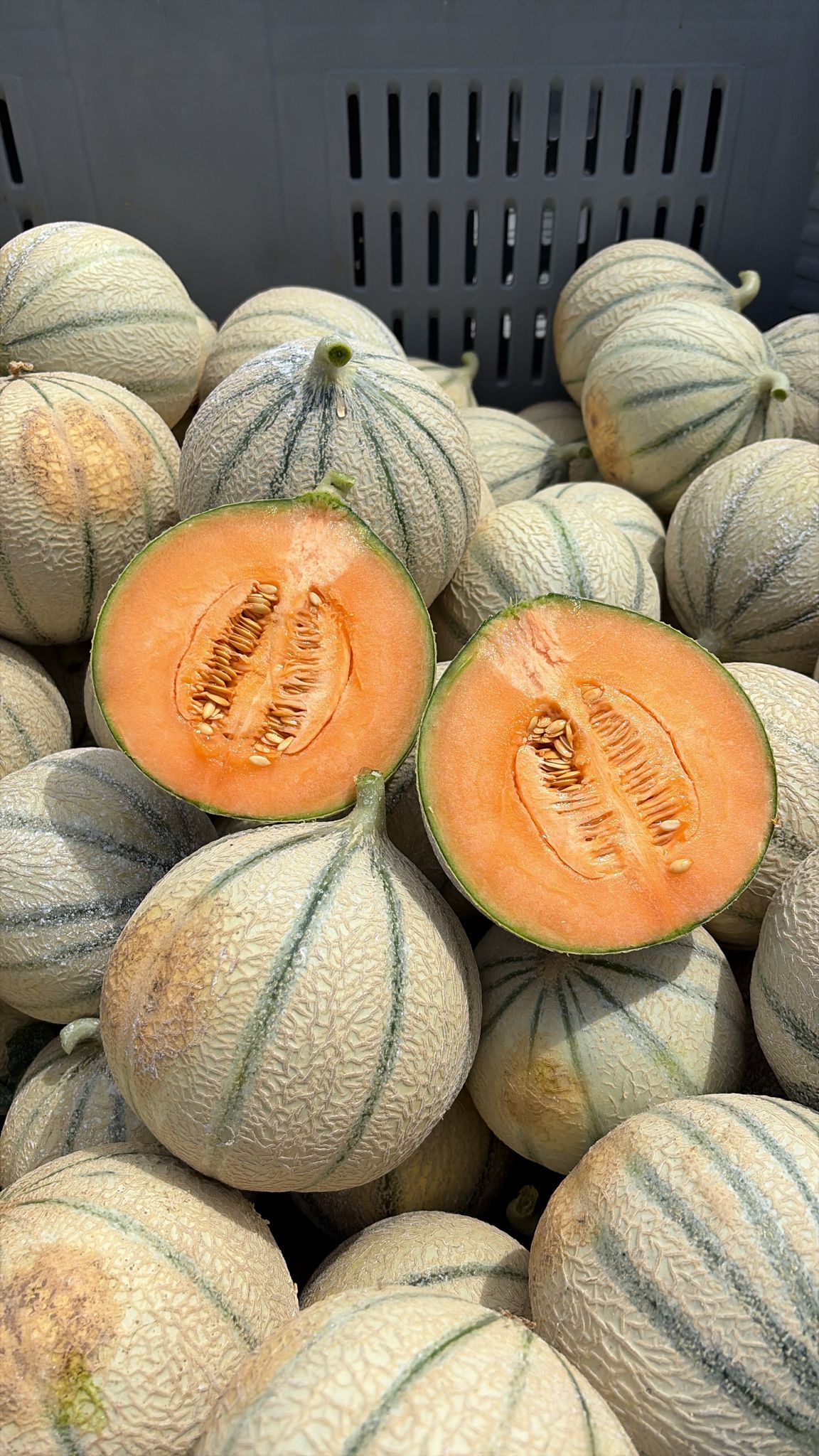 Melons de Corse - Lot de 3