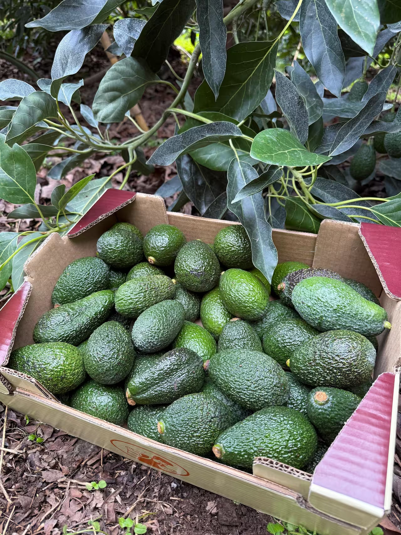 Avocats - Origine Corse