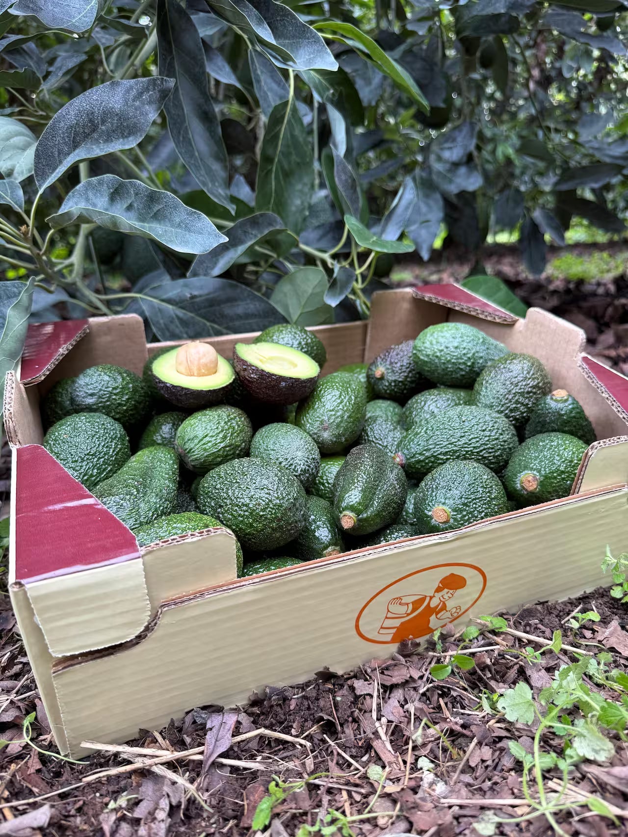 Avocats - Origine Corse