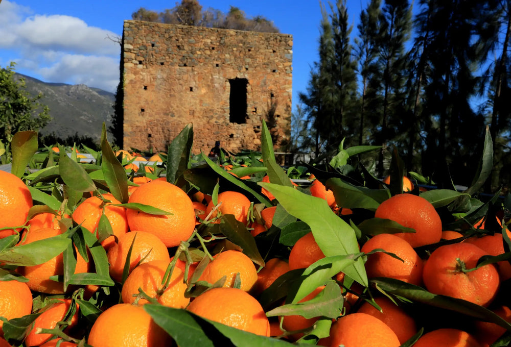 Clémentines Corse Bio